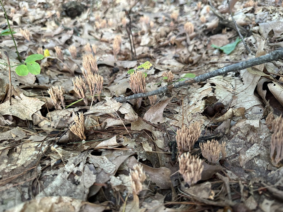 Why are these so dark?  They are firm and appear fresh aside from the color.
