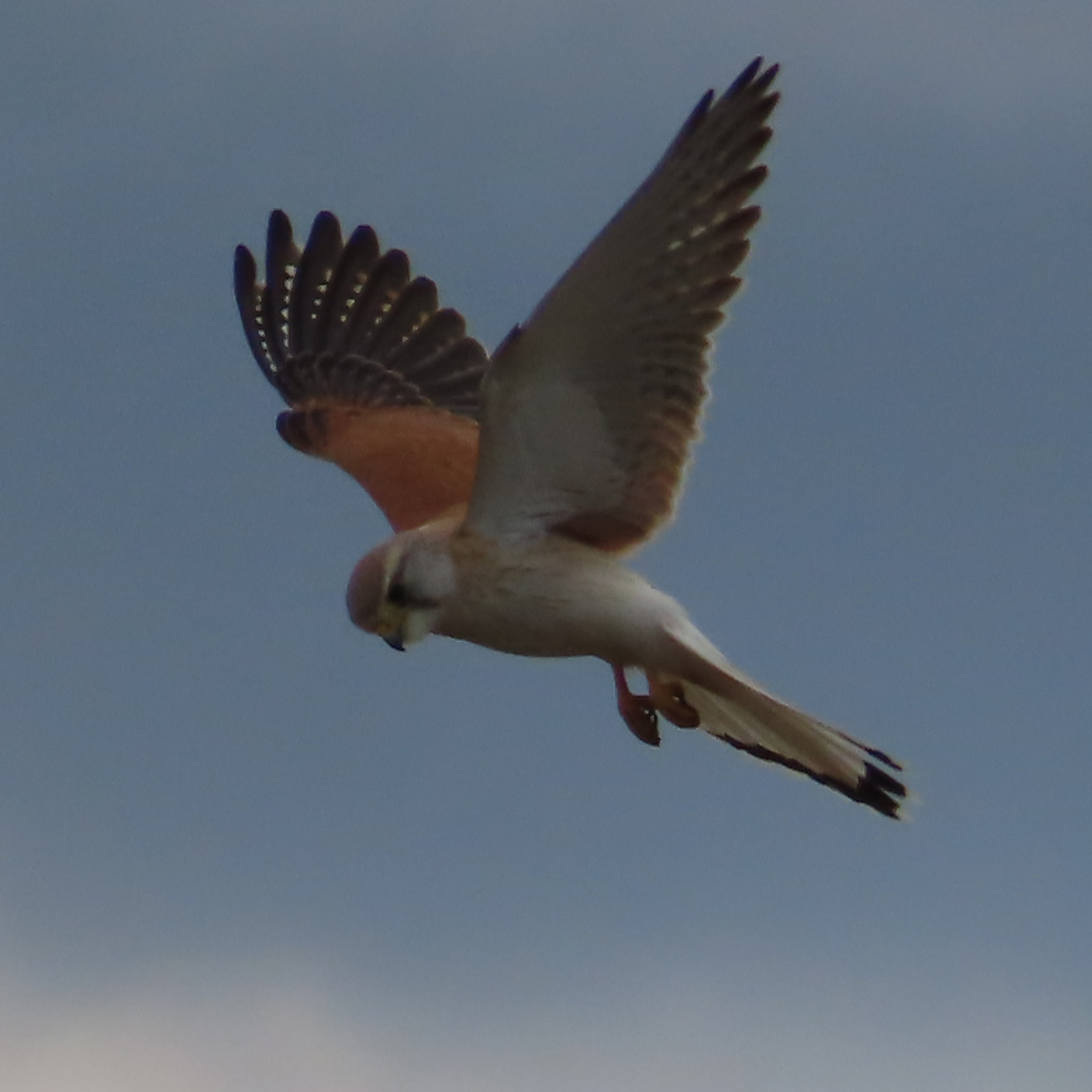 Nankeen Kestrel or Falco cenchroides hovering over grassland between Braidwood and Bombay on the southern tablelands of New South Wales #birdwatching #biodiversity @NatureMapr @ZEISSBirding @NewSouthWales