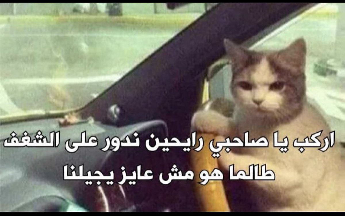 1449_aboode's tweet photo. @AboFlah_1 تبنيت قطه عشان يرجع لي الشغف : القطه ثاني يوم😂🤏🏼 https://t.co/HRTX8HaRcO