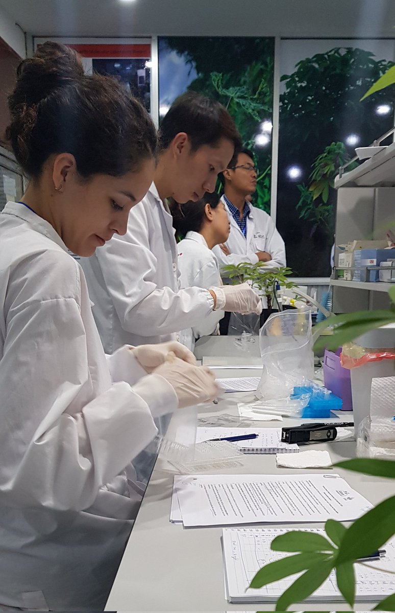 Our #Cassava Disease Diagnostics Workshop in #Vientiane is on. After   a great DNA extraction session of cassava &amp; cacao samples, we are noe ready for #nanopore sequencing, testing primers for #Cassava Witches Broom Disease diagnostics

<a href="/ACIARAustralia/">ACIAR</a> <a href="/BiovIntCIAT_eng/">Alliance of Bioversity International and CIAT</a>   <a href="/UQ_News/">UQ News</a>