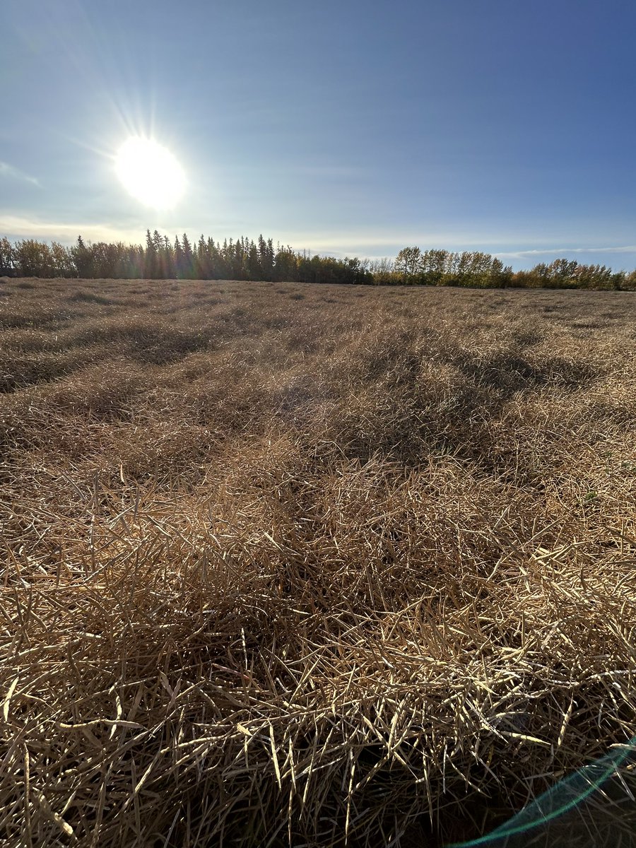 Cleaning up some swaths today. Have a few areas it was too wet to swath, will reglone at heavy rate take care of these green stems? No exp with reglone in canola, only peas. Thanks In advance