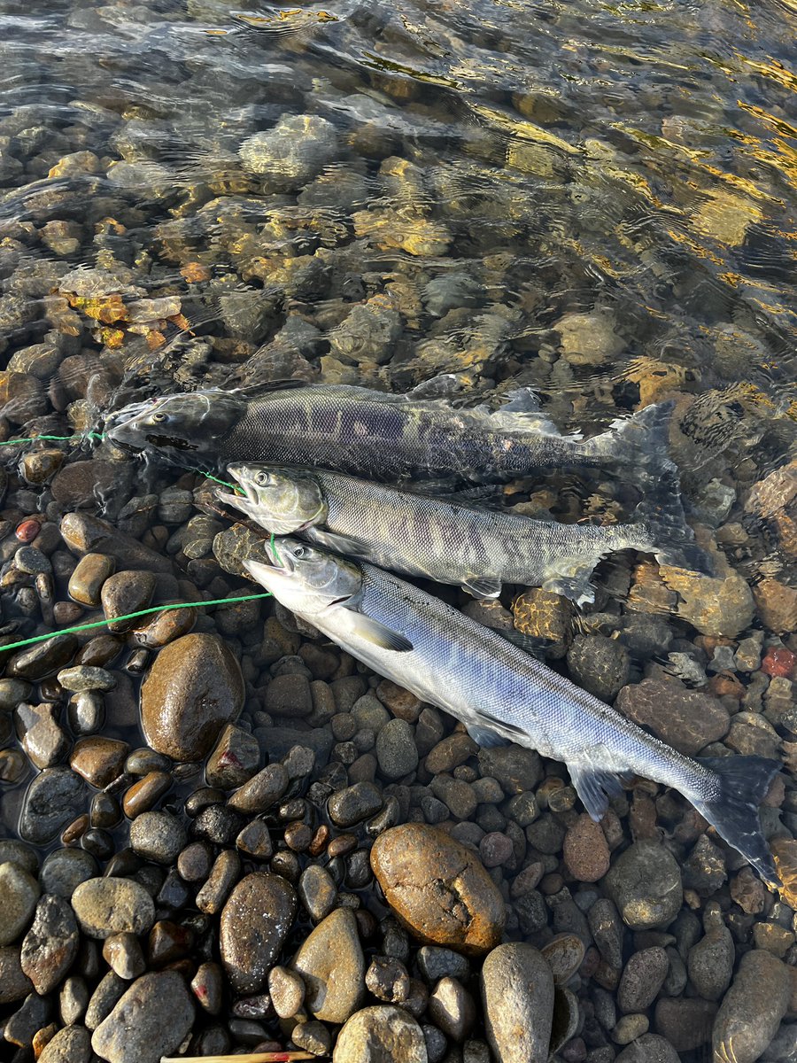 🍎は全然取れないけど、鮭は取れる😇
今朝の初動は3本🐟