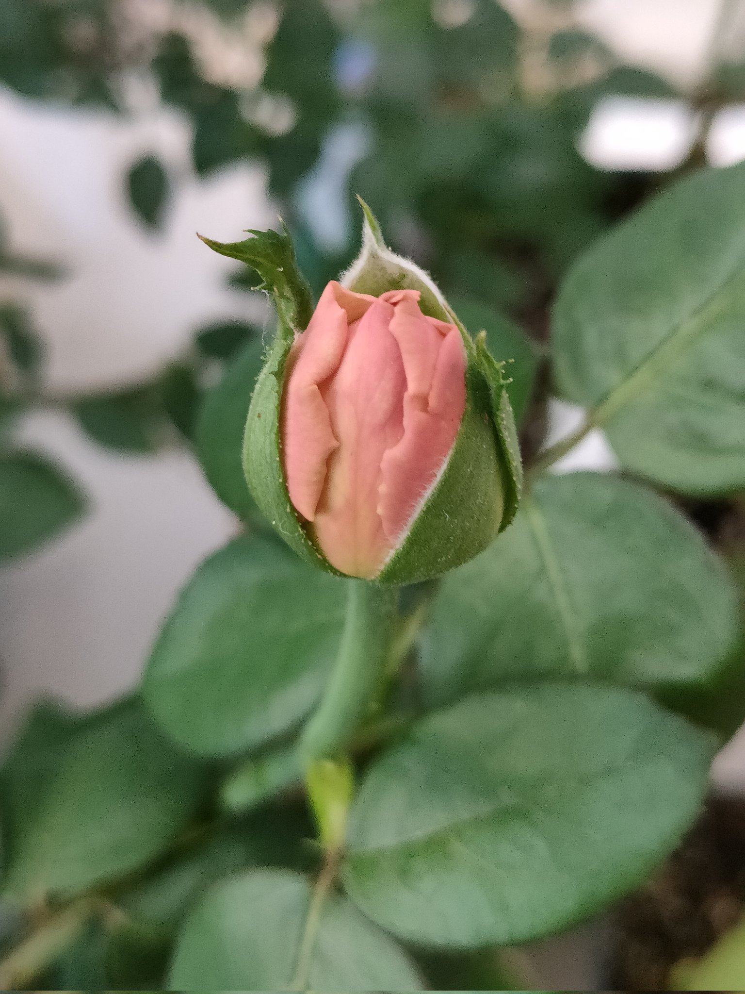 9/17 超希少　販売無し　良苗　魅惑のバラ　ブルーショコラ　左側は室内撮影 9/17 超希少 販売無し 良苗 魅惑のバラ ブルーショコラ 左側は