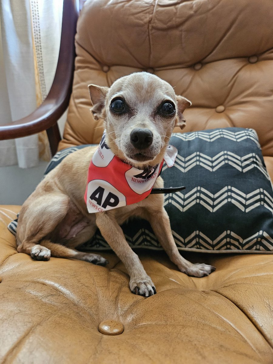 "Dear AP: Can you pawlease give my best friend a #fairAPcontract to account for the rising cost of peanut butter? Thanks." <a href="/APNewsGuild/">AP News Guild</a> #TshirtTuesday