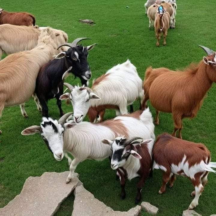 Somhiseremfcb's tweet photo. 😳 Puedes ver a la verdadera 🐐si cierras los ojos casi enteros mirando a través de las pestañas. https://t.co/C5vt0QuAMd