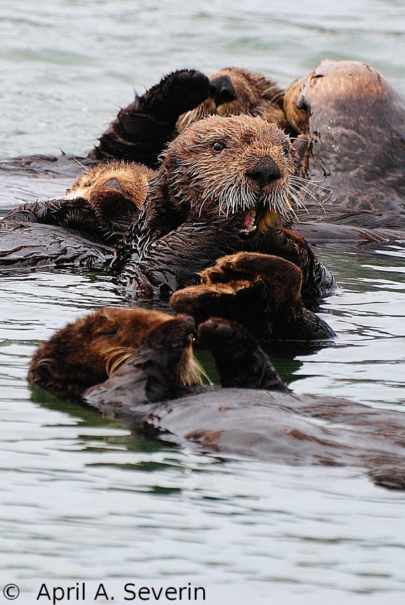 #SeaOtterAwarenessWeek #marine #mammal #nature #otter #travel #wildlife #photography #ElkhornSlough 
#MontereyBay #California #USA @baxtercatshops @bigmarkp @dundastard @elkhornslough @Explorationproj @IOSF @JakeRudh @mixedmediashop @Restaunique @Saskajanet @SeeMonterey @VisitCA