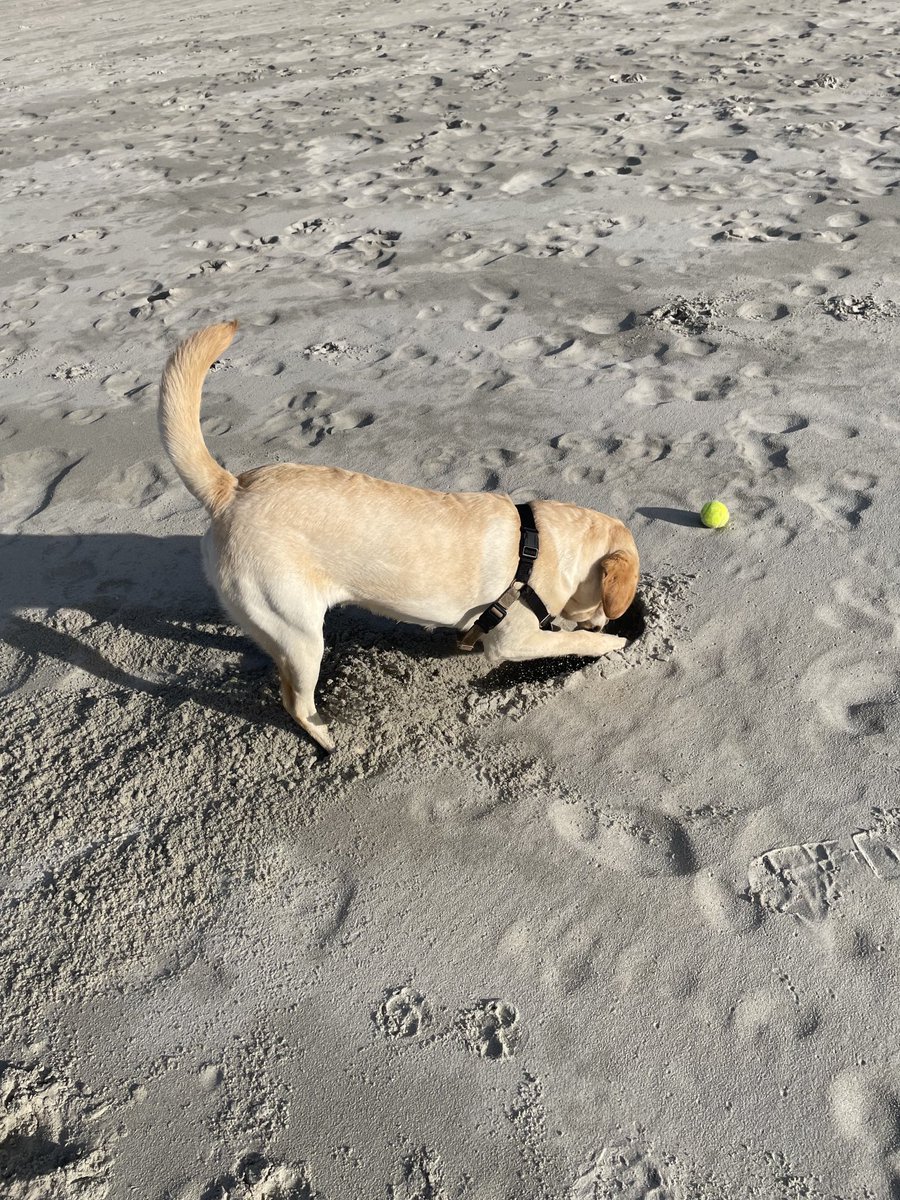 robmclennan's tweet photo. Digging in the sand is my favourite thing in the world https://t.co/emG0ShYg5T