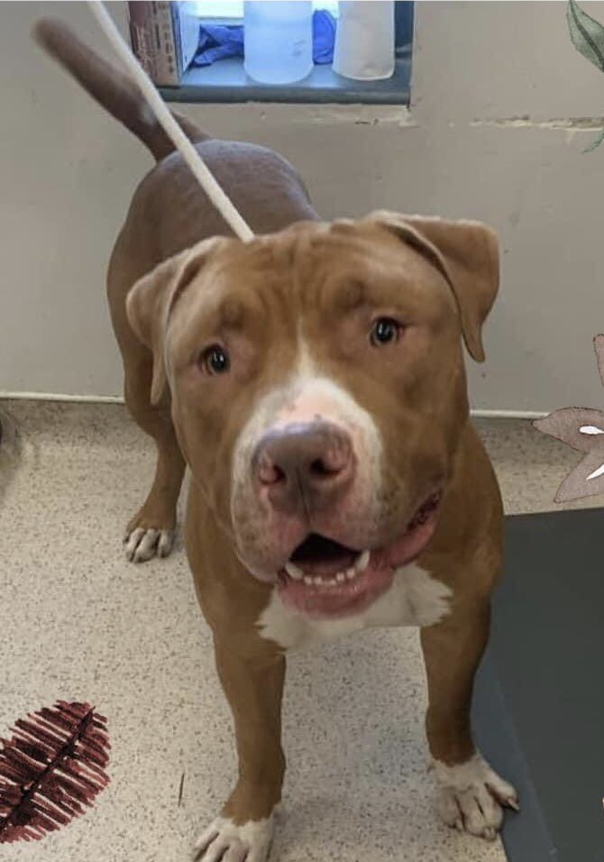 Rambo was found tied very tightly to scaffolding next to a dump
He cried for an hour before taken to the precinct

Is he scared?
Damn straight because we are heartless. He spins &amp; cries in his cage
Do not let them kill this sweet big puppy