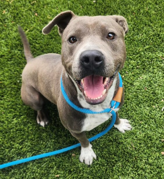 mapleveewesem's tweet photo. πππ Can anyone in #SoCal #FOSTER Downey euth list cutie SIMON until Fri or Sat 9-29/30? This is plan B. If you can help, please reply here. π
#A5573834 https://t.co/x2SPBLgwu1