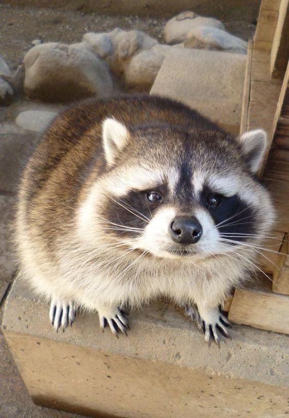 raccoonhourly's tweet photo. https://t.co/vjo0x0nKie