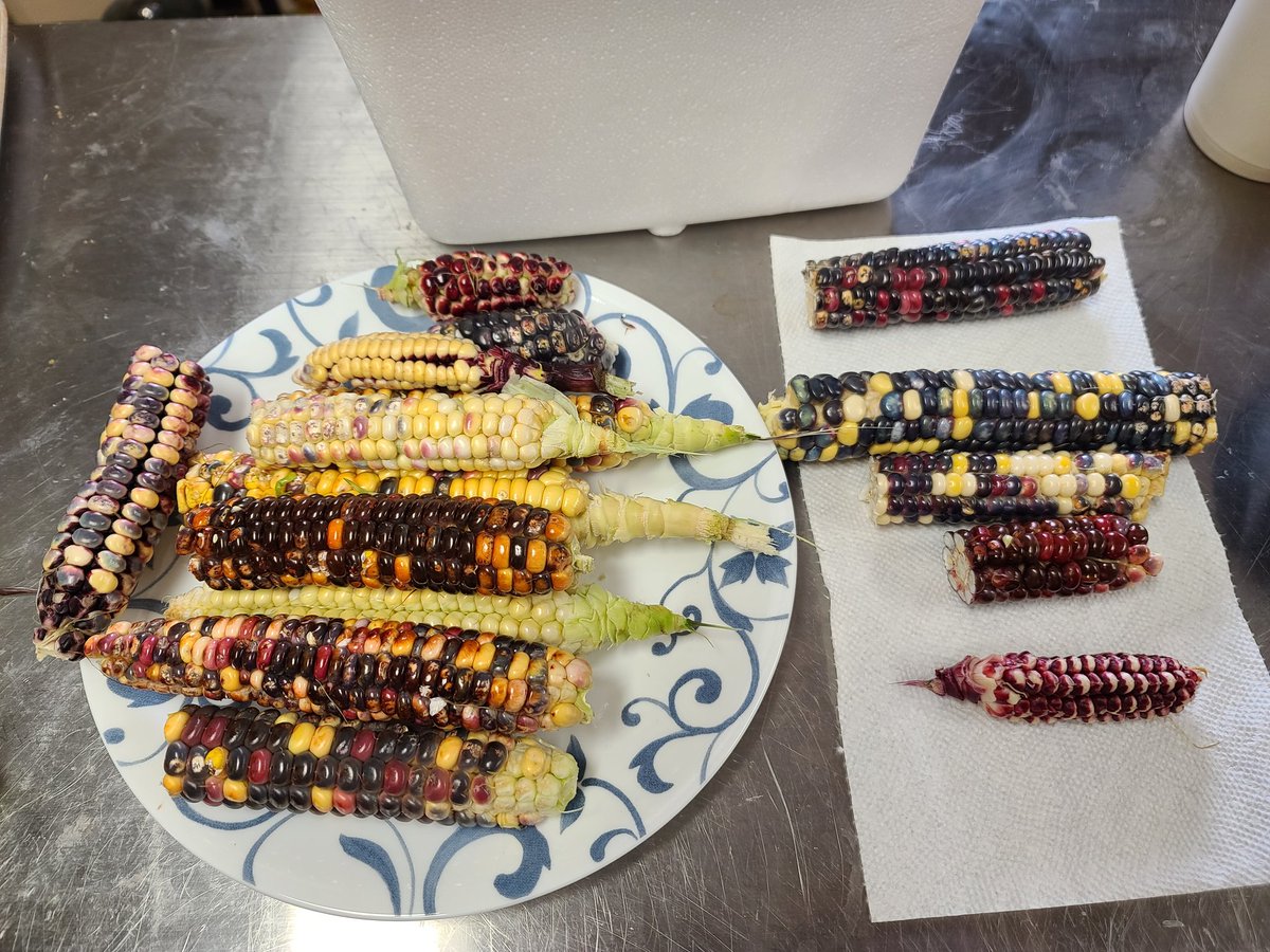 The results of my attempt to grow a small crop of painted mountain corn. #smallfarm