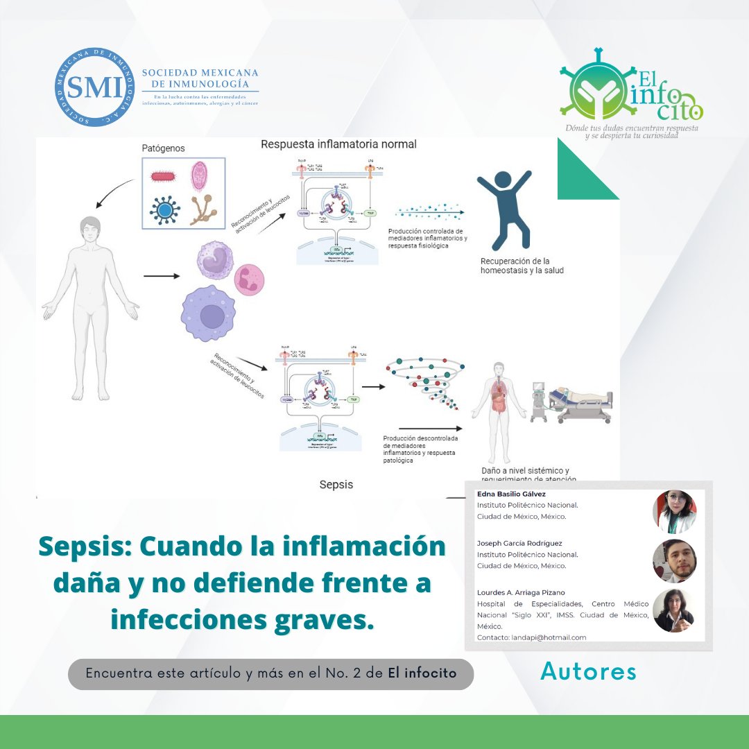 🔬 ¡Explora la sepsis en #Elinfocito! 🚨 Descubre cómo la inflamación puede volverse contra nosotros y aprender más sobre esta condición grave. 📘 Lee más: issuu.com/sminmunologia/… 

#DifusionSMI #SMInmunología