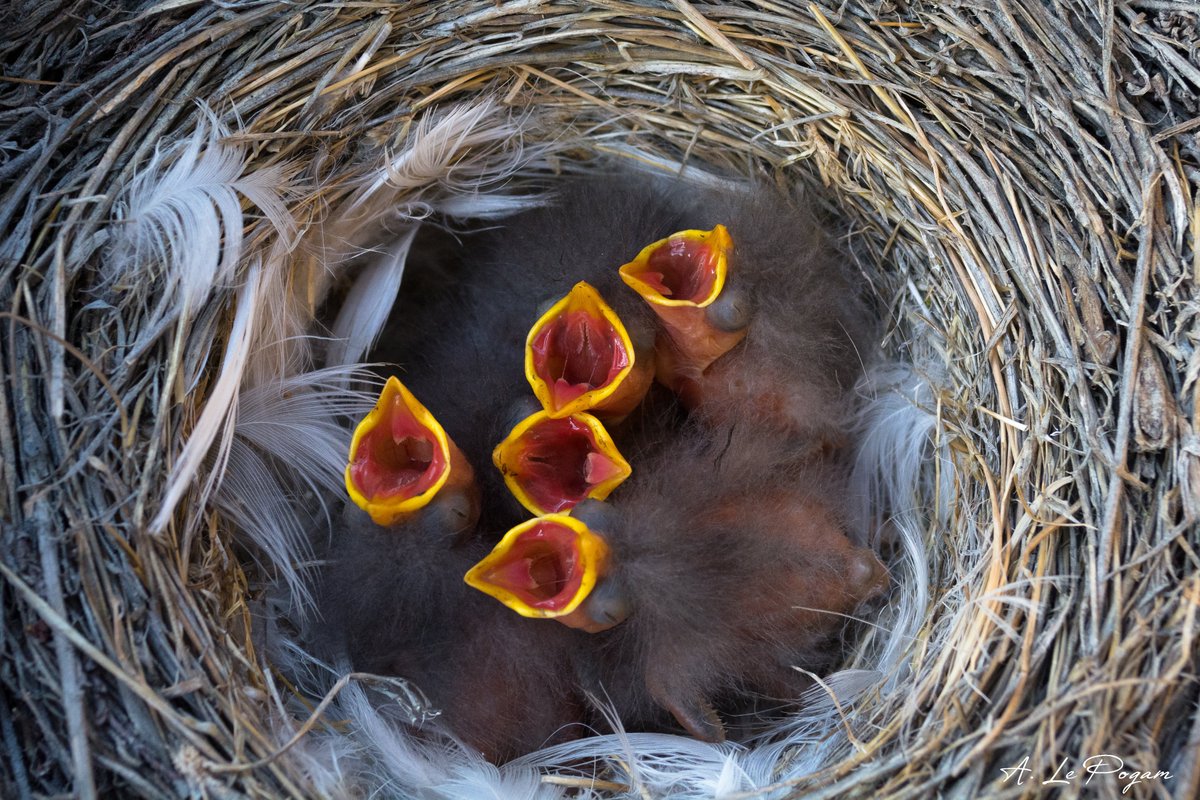 VezinaLab's tweet photo. After 3 years without setting foot there, our project to study snow buntings is back on track at Alert! 🐻‍❄️Lots of promising data on the effect of  temperature on the reproduction of this migratory arctic passerine.🐦 https://t.co/KufjfszHtG