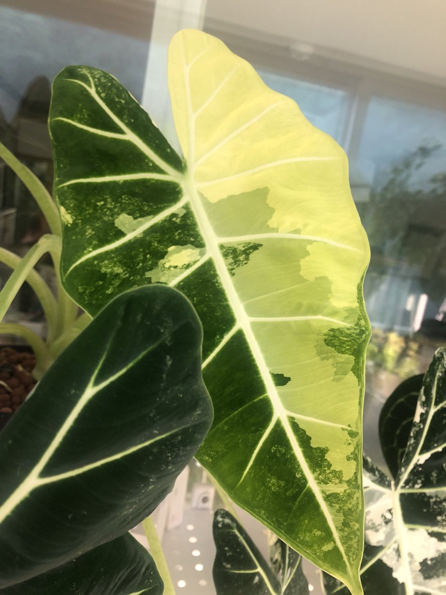 무프덱 이번 잎 정말 아트네