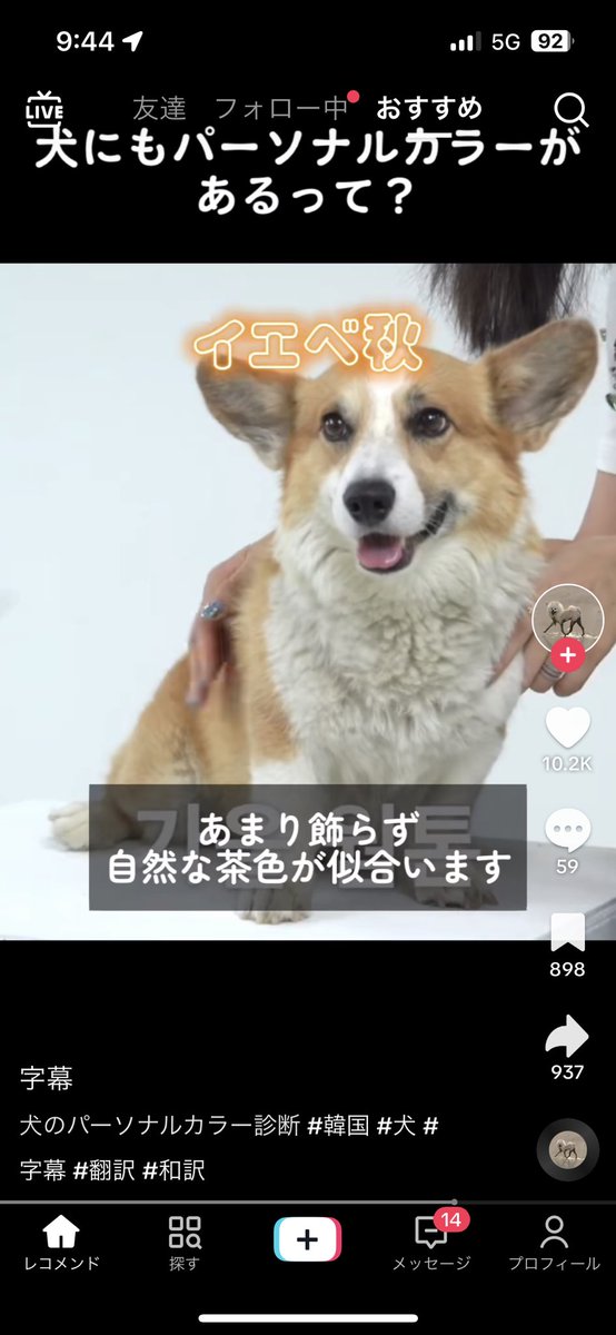 zi_end_of_life's tweet photo. 犬のパーソナルカラー面白すぎたし、結局服着なかったコーギー可愛い https://t.co/6px4hBQEZW