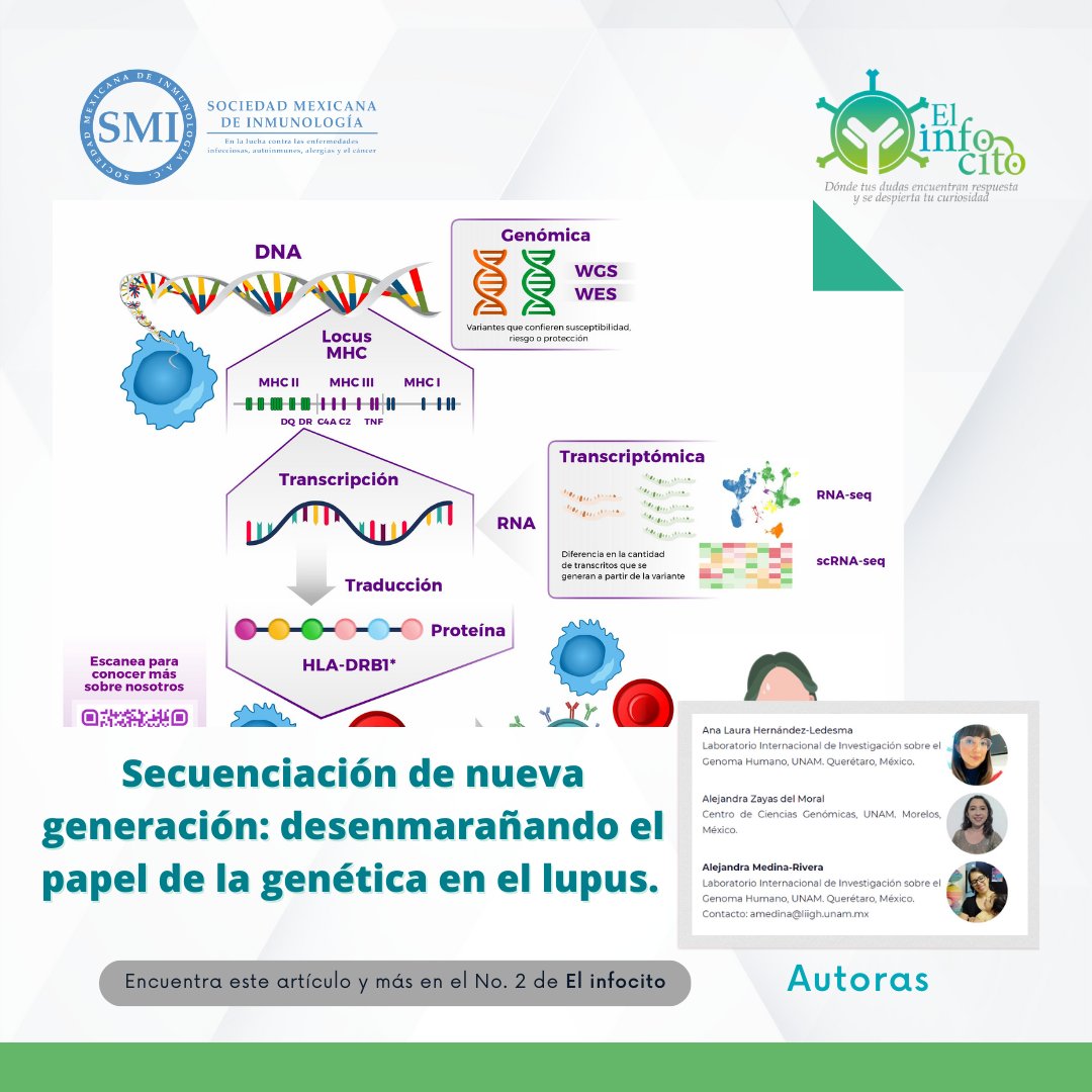 🔬¡Explora el rol de la genética en el lupus en "El infocito"! 🧬 Descubre cómo la ciencia está revelando los secretos del lupus y mejorando su tratamiento. 

📘 Lee más: issuu.com/sminmunologia/… 

#DifusionSMI #Elinfocito #SMInmunología