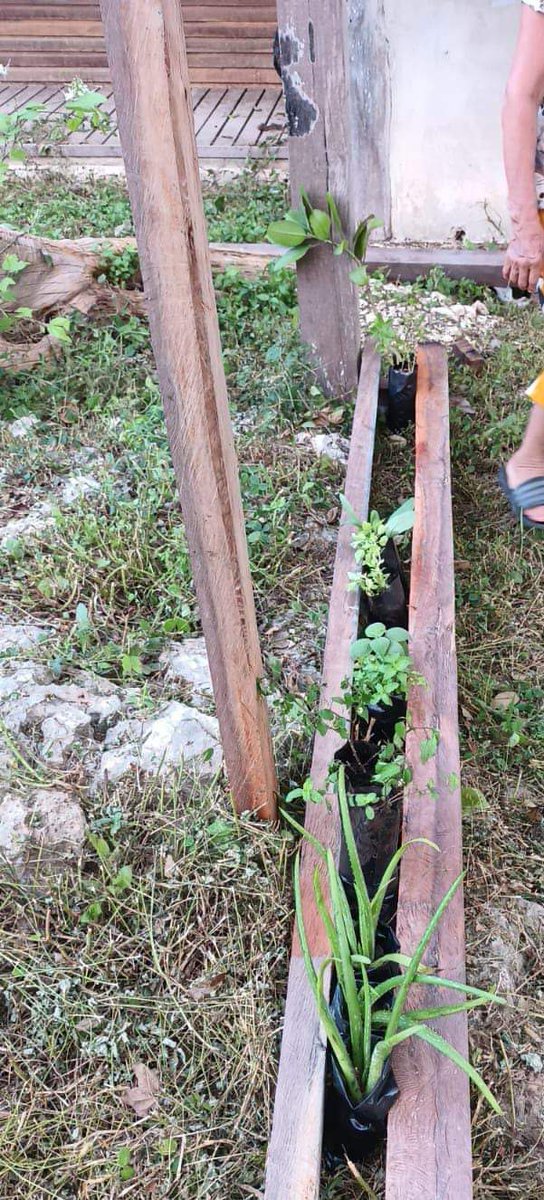 Agroforest_JAL's tweet photo. En la #RITER de "Roble Grande" en el ejido Noh-Bec se iniciaron los trabajos de instalación del nuevo vivero de plantas medicinales, un esfuerzo para la conservación de algunas especies de plantas de la región.
#MasDeLoQueAbona
#SomosSelvaMaya
#SomosRITER
@Mexico_TNC https://t.co/UdYRPxnQAZ