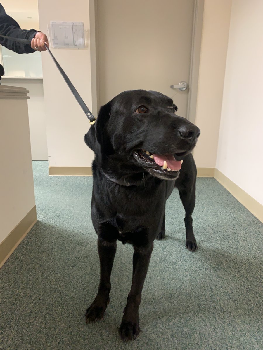 It's always a pleasure when our canine coworker, Milo, comes to visit City Hall! Milo is a Therapy K9who provides comfort and love to many.  
#therapyK9 #caninecoworker #dogsofinstagram #blacklab #puppylove #cityofpinole #policedog #comfort