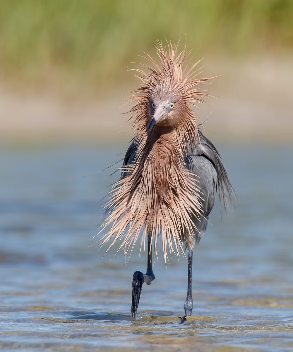 Agatha Chocolats tweet media