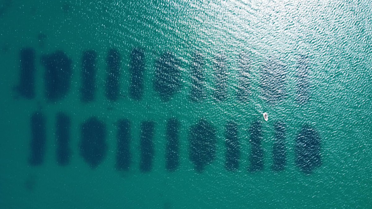 ausocean's tweet photo. O'Sullivan Beach shellfish reef from above looks impressive! 🦪
#restoration #shellfishreef #techforgood https://t.co/S6tFmvsAkg