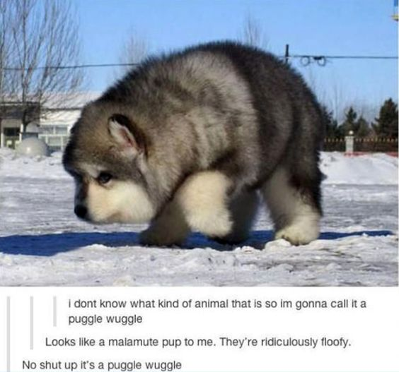 WholesomeMemes (@wholesomememe) on Twitter photo 