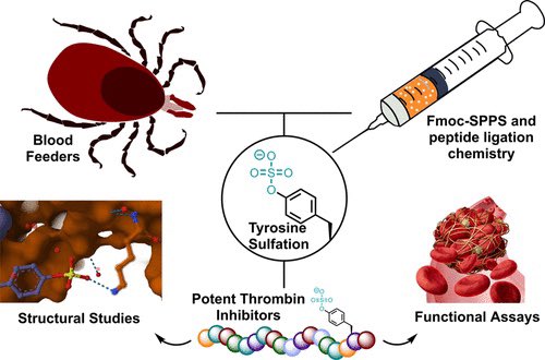 PayneResearch's tweet photo. Accounts of Chemical Research article out now on our favourite post-translational modification and how it modulates anticoagulant activity from blood feeding organisms @ARC_CIPPS
read here: https://t.co/swhHrDS5I6 https://t.co/4dNT683SkT