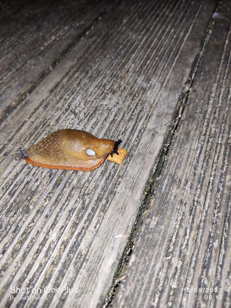 New fact; slugs appear to rather like eating my cat's Dreamies biscuits!
