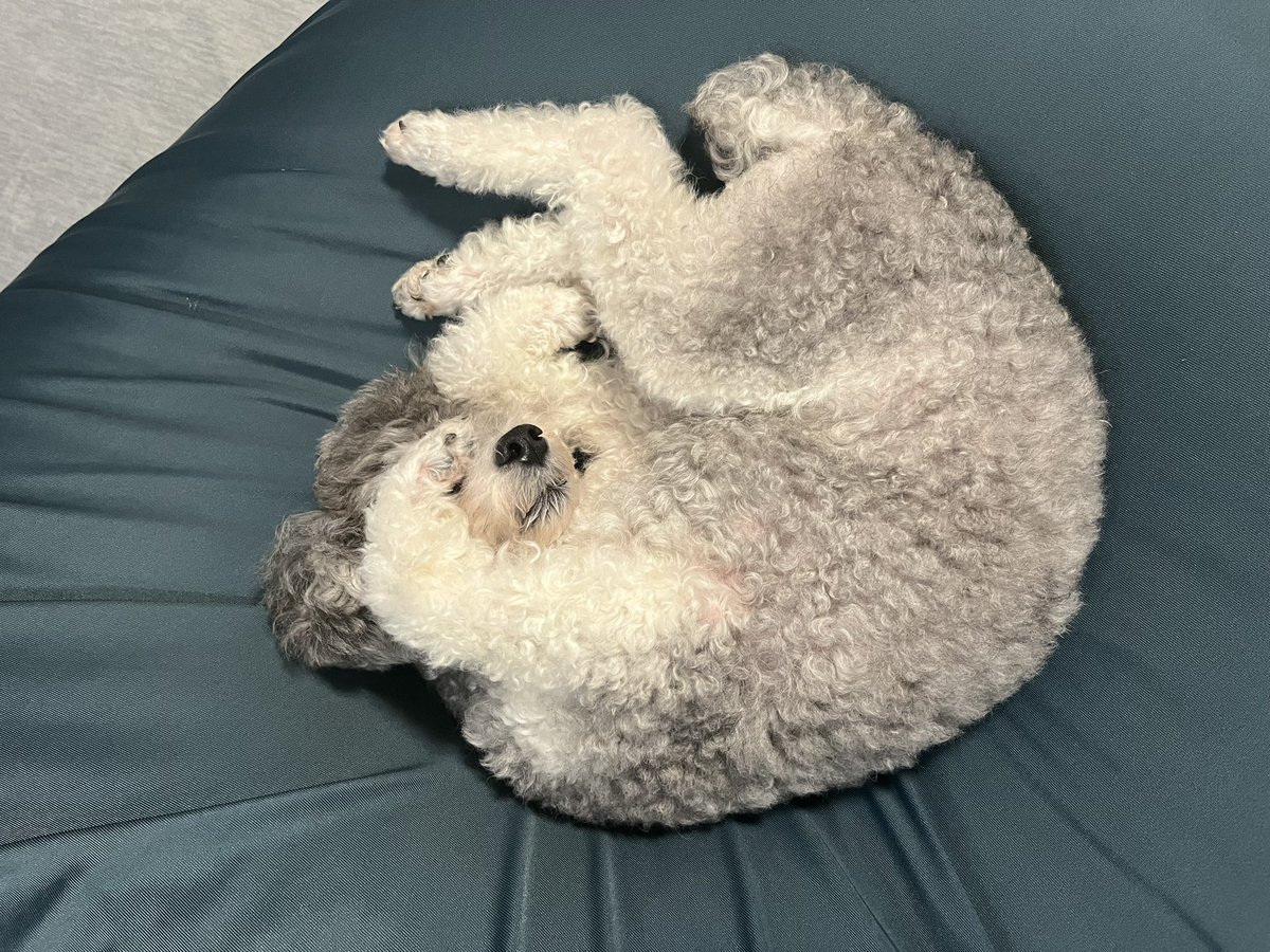 you_kun11's tweet photo. あかん！まぶしいもうちょっと寝かせて。
#犬　#トイプードル #おはよう #ワンコ https://t.co/HTa3D2gO6V