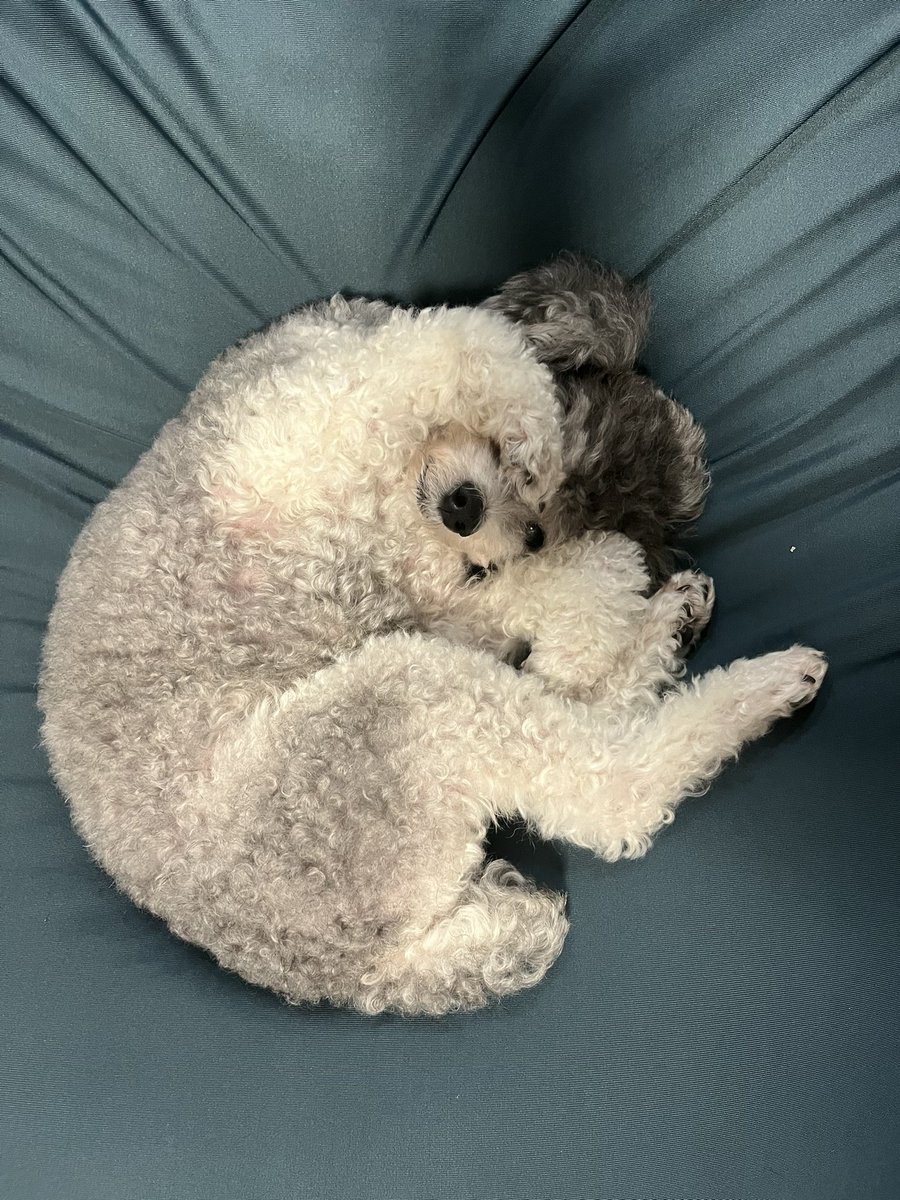 you_kun11's tweet photo. あかん！まぶしいもうちょっと寝かせて。
#犬　#トイプードル #おはよう #ワンコ https://t.co/HTa3D2gO6V
