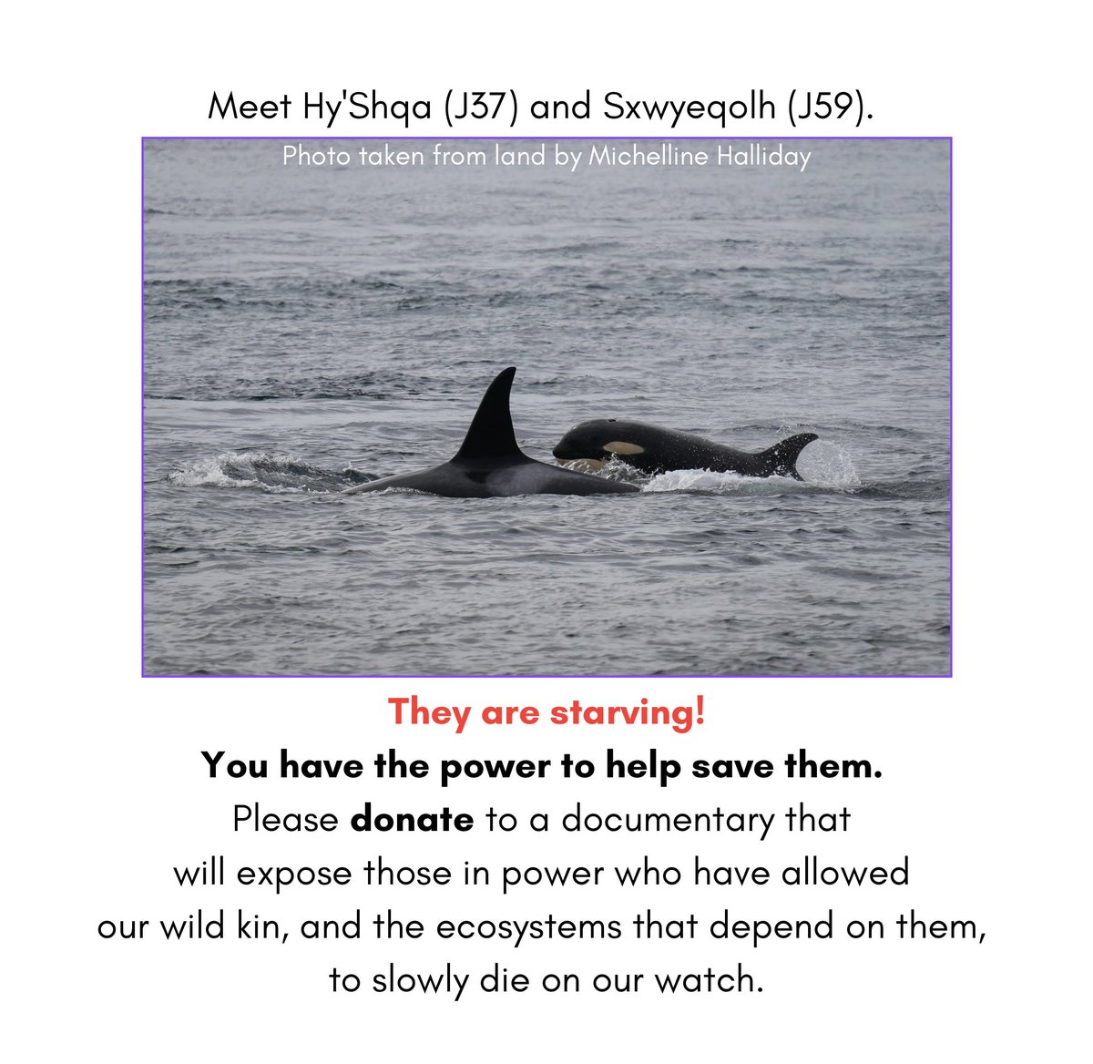 Please help us get this documentary funded by donating, and sharing our post! damtruth.org/take-action #FreetheSnake #SalishSeaOrcas #RightsofNature #AnimalRights @FeelGoodAction @patagonia @whalesorg @LewisPugh @theoceanrace @MissionBlue @Salishorcas @wawildlifefirst @narntweet