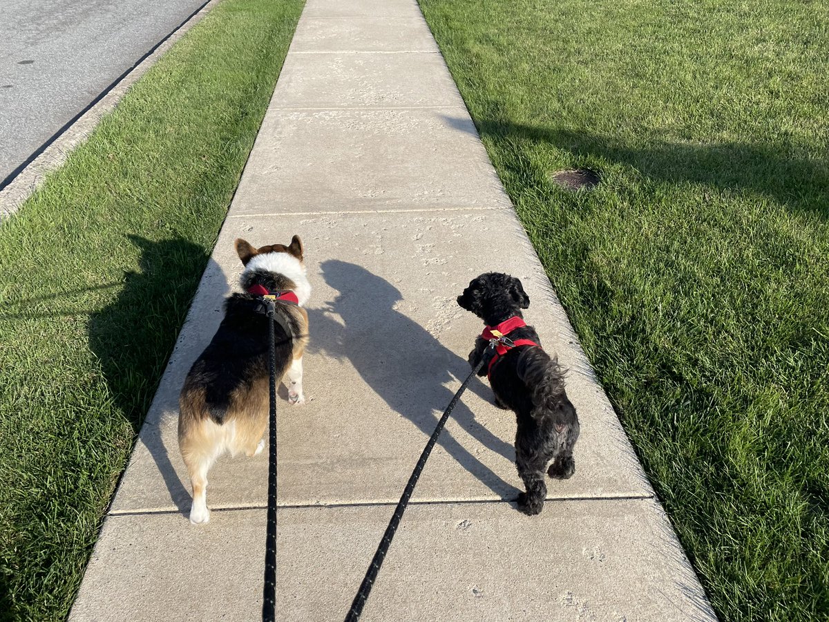 AVChrista's tweet photo. Sunshine and puppers
#dogsofav #corgi #lhasapoo #brotherfromanothermother https://t.co/W2fjPlvwz6