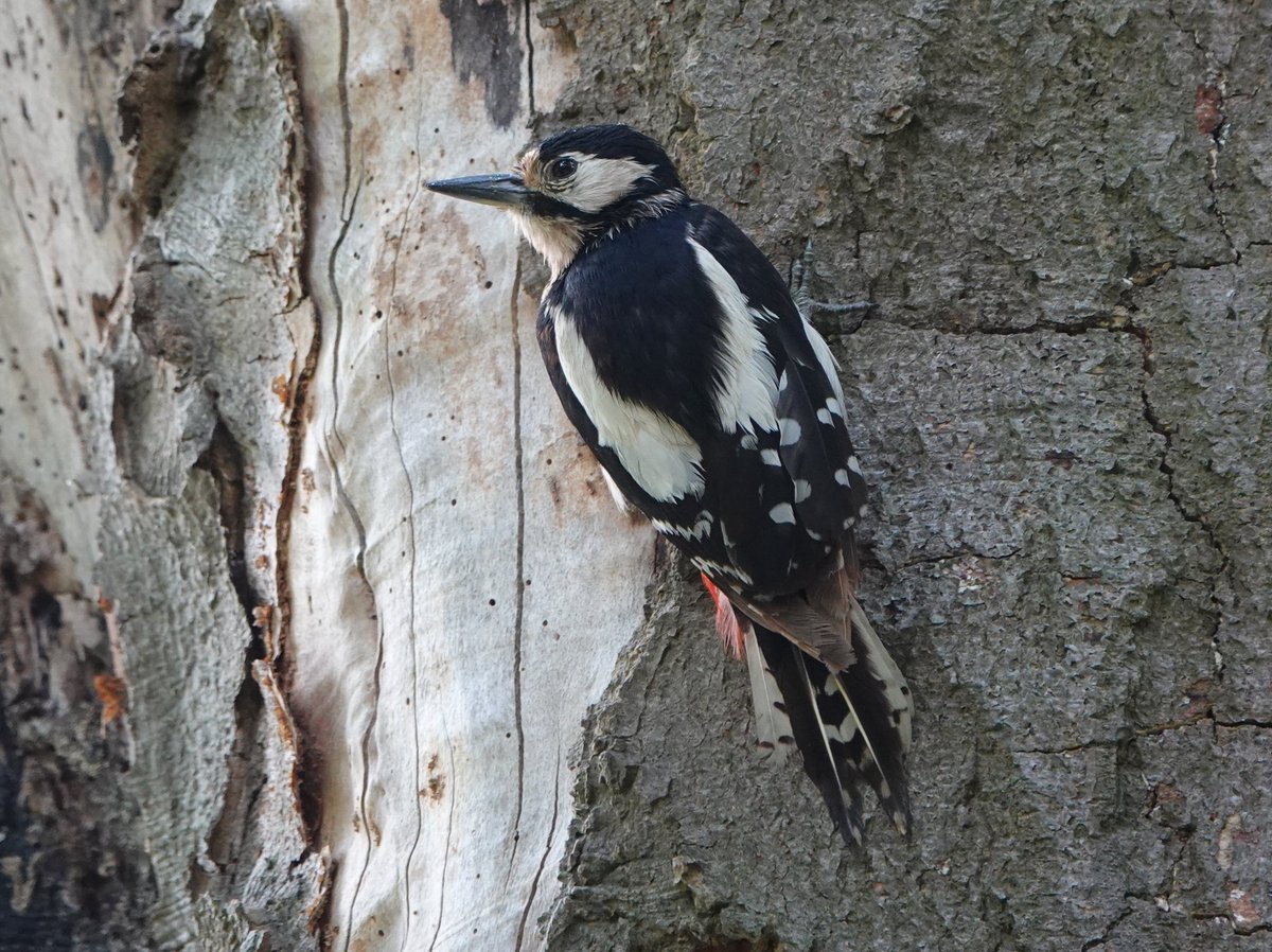 #woodpecker #bontespecht #birds #BirdsSeenIn2023 #birdphotography #birdwatching #BirdsOfTwitter #Nikon @IamNikonNL #nikonphotography #PhotoChallenge2023September #fotodelgiorno #wildlifephotography #wildlife #NaturePhotography #natuur #vogelspotten #photography #photos #nature