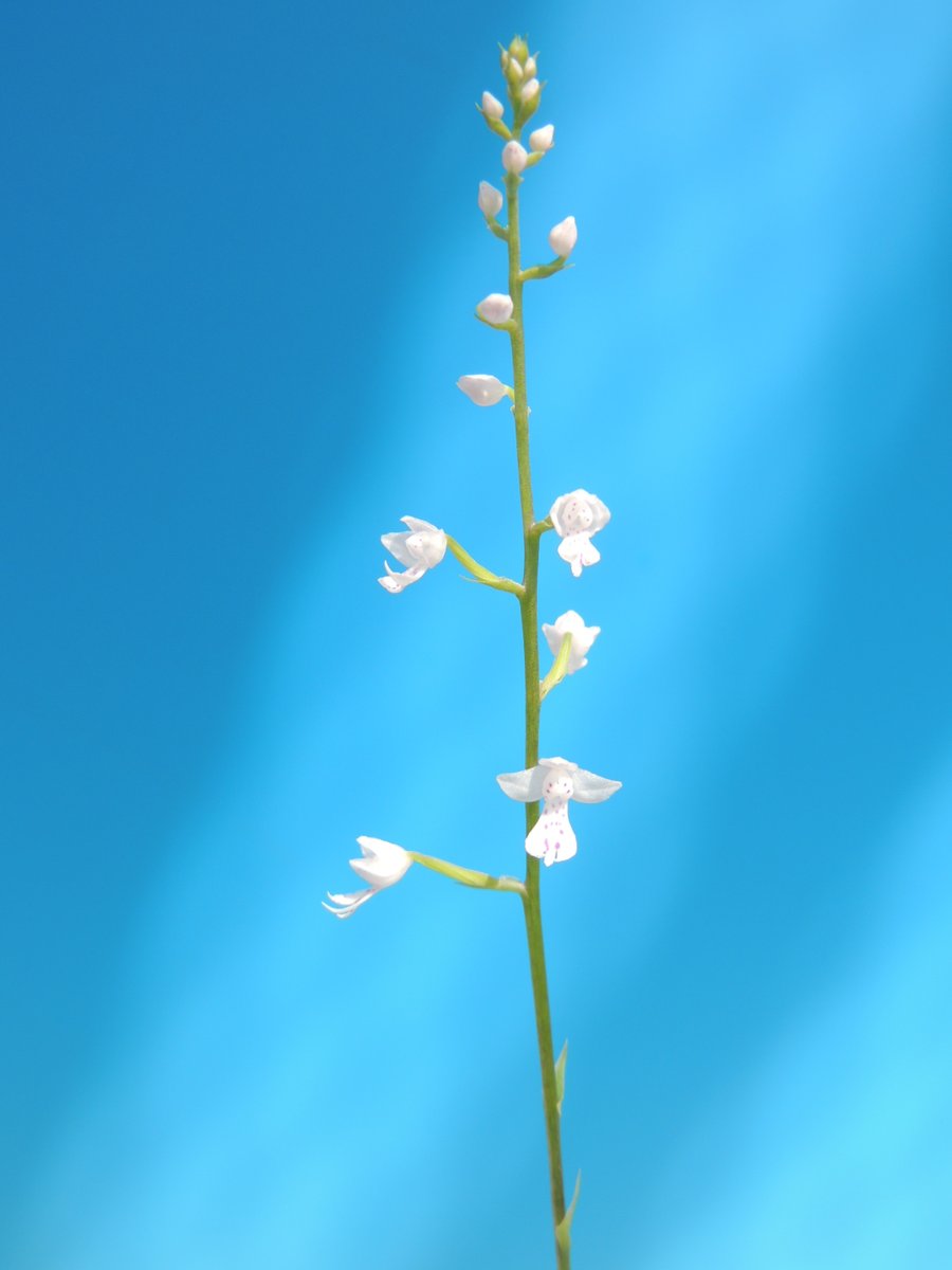 Stenoglottis Bill Fogarty