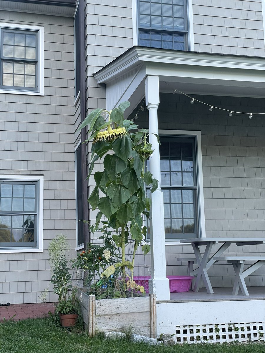 doc_doc_goose47's tweet photo. Coolest Venus fly trap ever at @CSHL. I’m switching to botany ✌️ https://t.co/VYWXbbo6qO