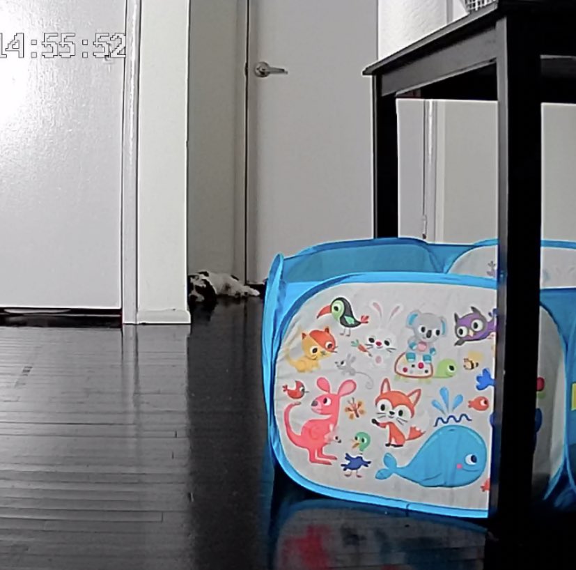 Lunnnaaa___'s tweet photo. Not me getting a puppy cam thinking it’ll make me feel better…THIS MADE ME FEEL WORSE… she just waits for us at the door 🥹🥹🥹🥹 https://t.co/jj8rQLSqwp