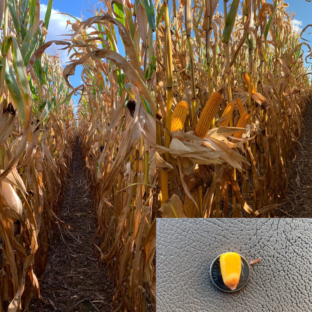 Channel 212-20STX showing it still has what it takes. Excellent plant health. Deep kernels, and that beautiful dark orange grain. #channelseed #bayertraits #Harvest23 #smsaw