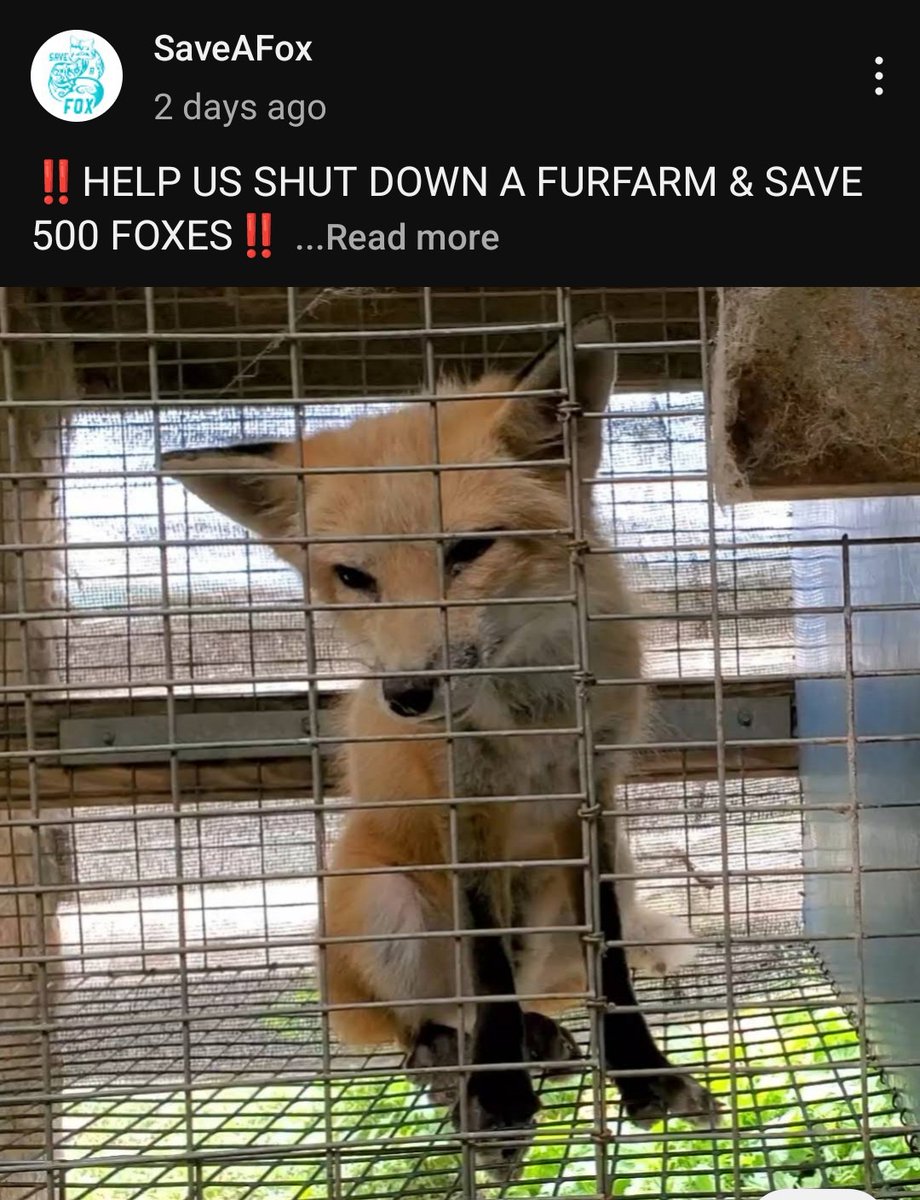 thiiiiiiis is extremely fucking worrying coming from someone that Actually Buys Foxes From Furfarms and definitely does NOT have the infrastructure to handle this correctly.