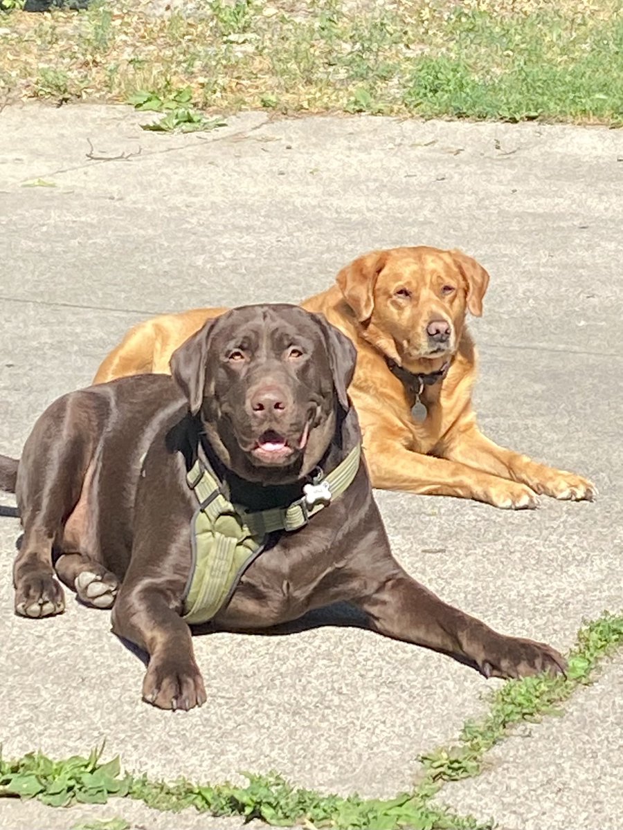 BenroGroup's tweet photo. @TweeetsOfDogs Love it!  Here’s my red lab Riley with the chocolate lab Max https://t.co/vQiv8fqB6a