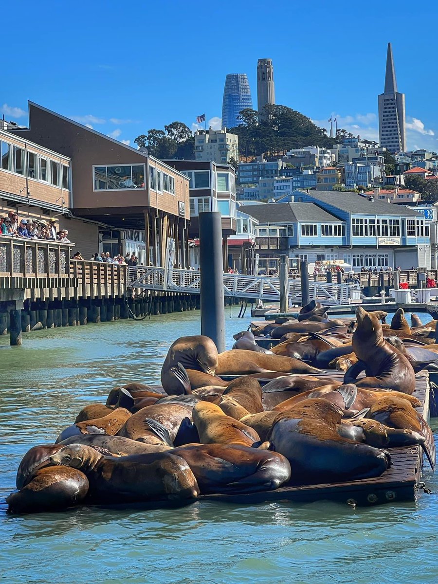 They are living a good life #SanFrancisco #Fishermanswharf