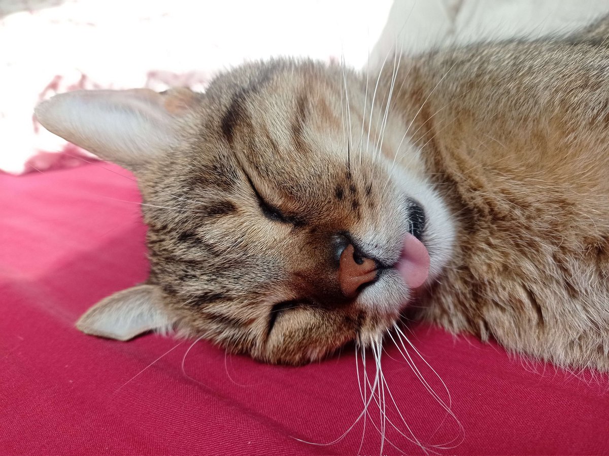 Ladeesseaile 🏴‍☠️🇨🇵 tweet media