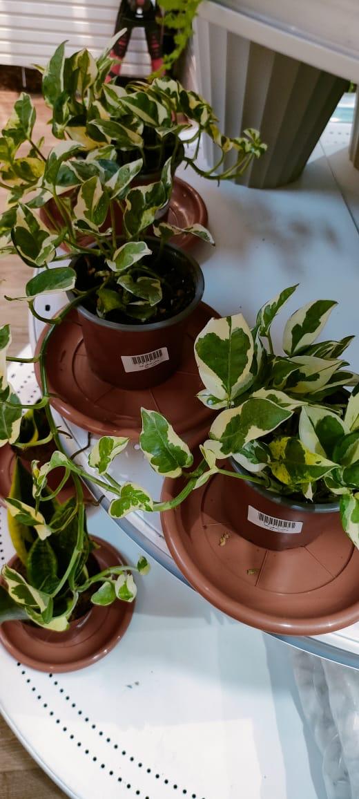 BeGreen_shop's tweet photo. أعزائنا العملاء ...

أفتتاح معرضنا في جدة حي طيبة . https://t.co/JU4Q2OGPxc

لخارج جدة يمكنكم الطلب عبر المتجر الالكتروني . https://t.co/V7s89XB8y5

حياكم ❤️

#بذور #اسمدة #أدوات_زراعية https://t.co/rrmyHI8YXn