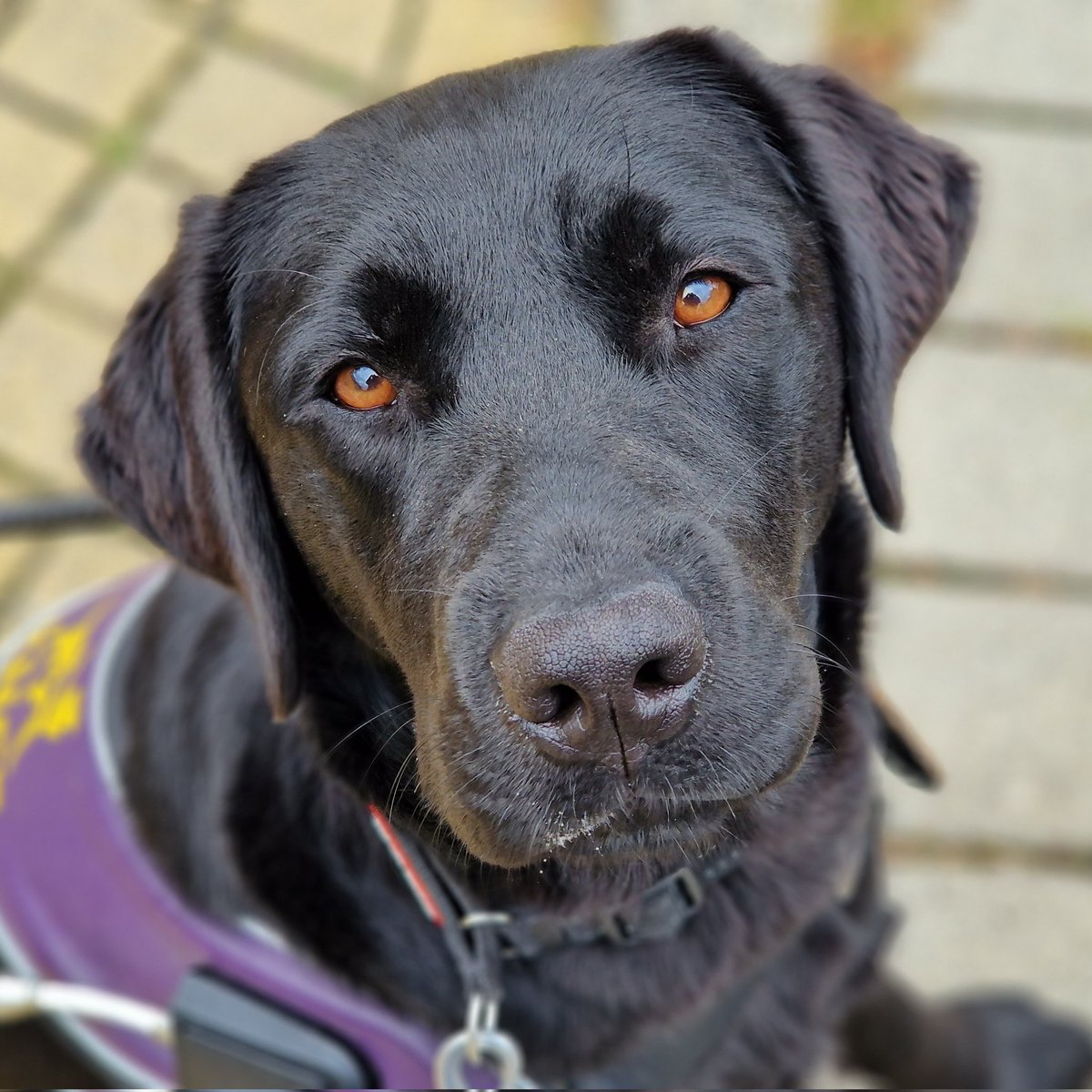 Afdeling 'lekkere bekkies'.. ❤️
@KNGFGeleidehond 
#rachna #KngfGeleidehonden #LoveMyJob #Guidedog #Geleidehond