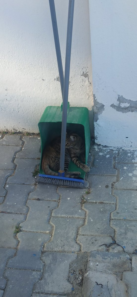 iremmerimi's tweet photo. KÖR OLASI ÇÖPÇÜLER AŞKIMI SÜPÜRMÜŞLER🐈‍⬛🐾 https://t.co/rKC2gLXO9M