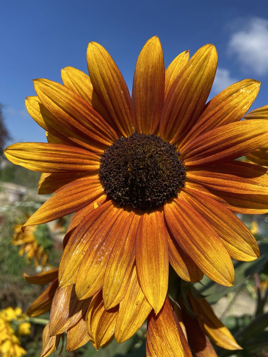 It’s a beautiful day in the <a href="/rchs_monarchs/">Rancho Campana</a> school garden