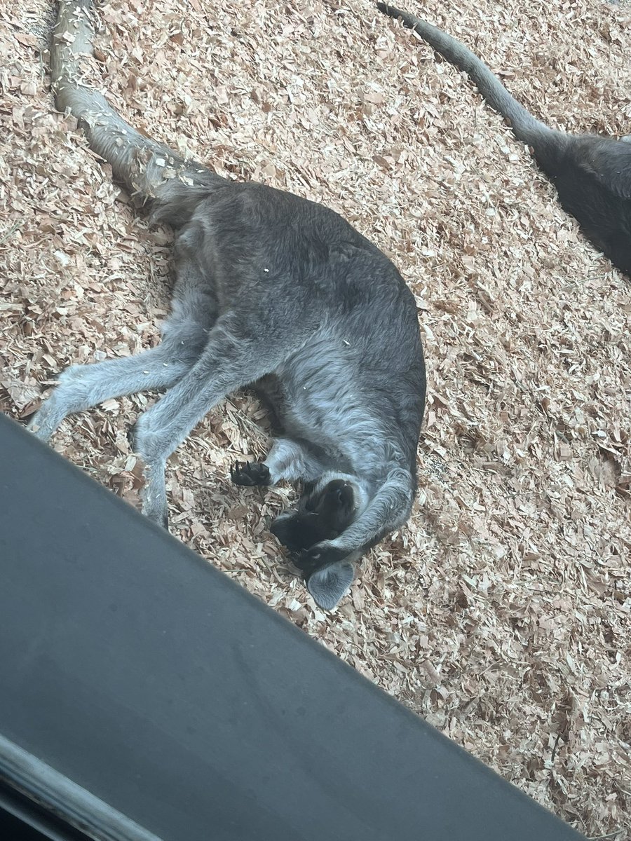 magicman2109's tweet photo. Total cuteness overload #woodlandparkzoo https://t.co/4yqZGuHCzS