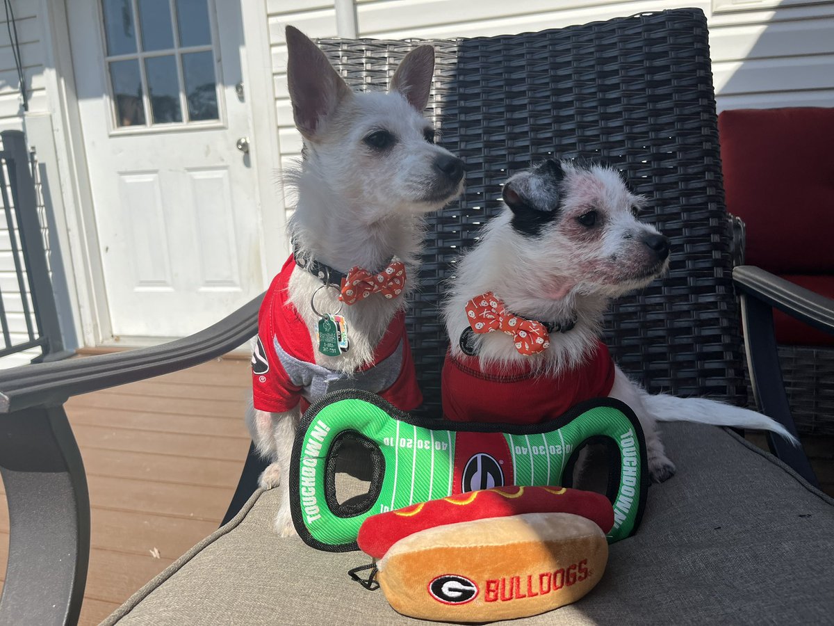 We’re all ready for #collegefootball season and rooting for our #GeorgiaBulldogs as always! #letsgodawgs !!! 

#collegefootballseason #letsgodawgs #georgiabulldogsfootball #football #puppies #supermutts #puppy #twins #footballpuppies #godawgs #dawgs #footballseason