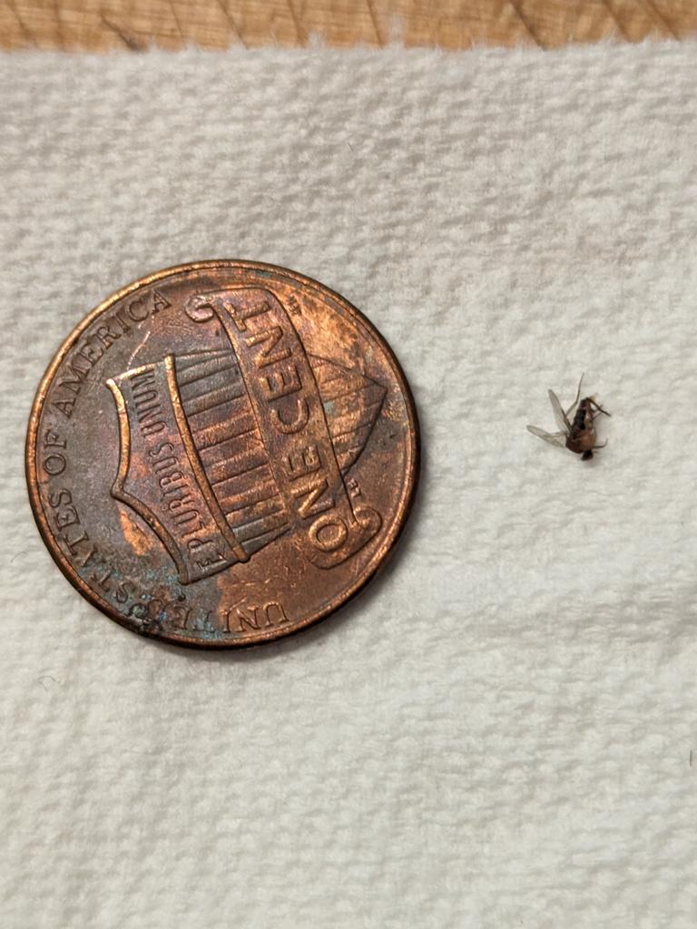 pfhyper's tweet photo. What kind of insect is this? https://t.co/RELwY7am1W