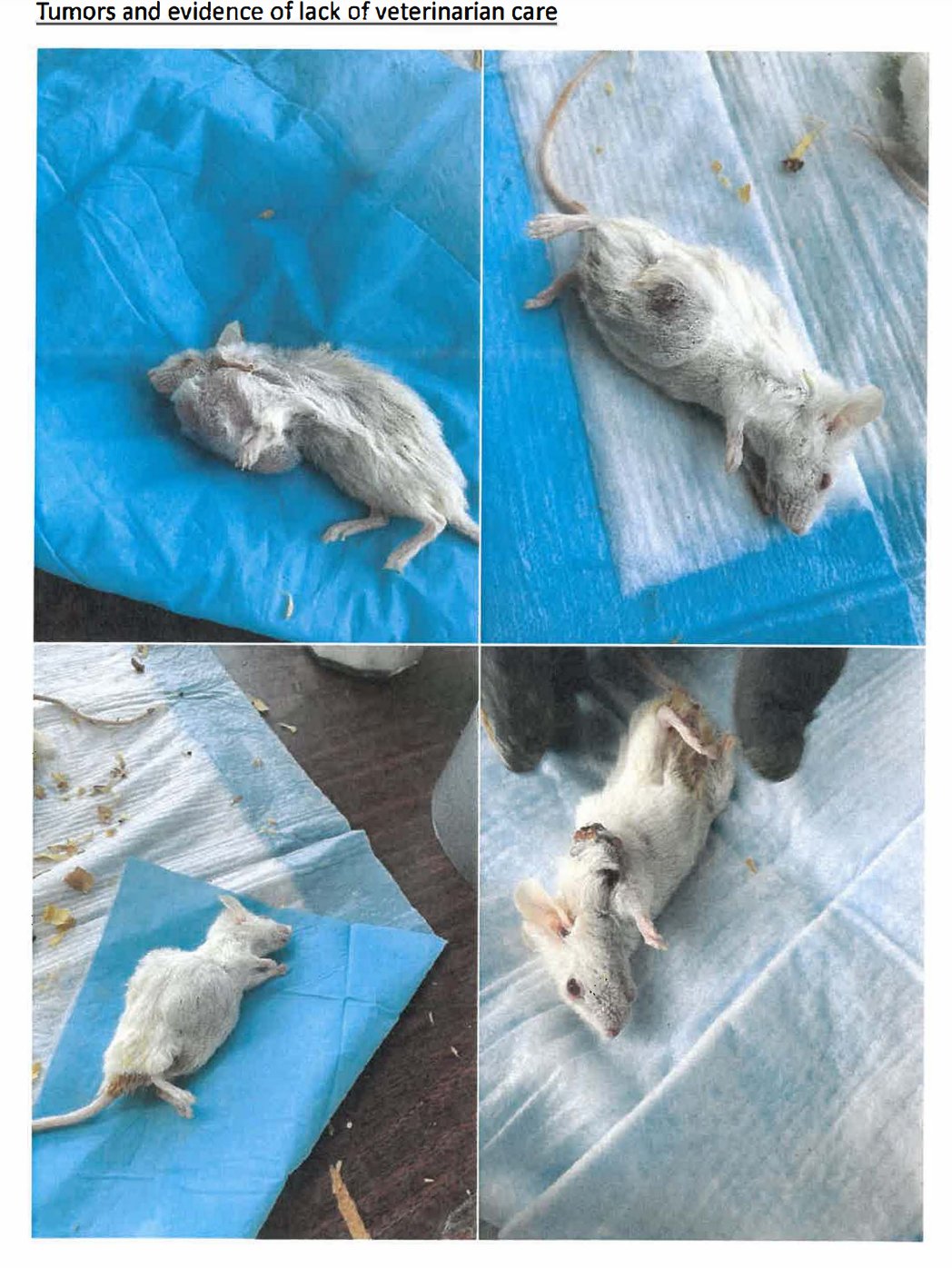 UPDATE: Judicial Watch Obtains Photos and Documents of Chinese-Owned ...