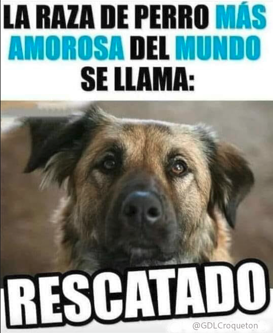 GdlCroqueton's tweet photo. Adopta y salva una vida 🐾🙏❤️🪧
#CroquetonGDL https://t.co/o0HRgUmk32