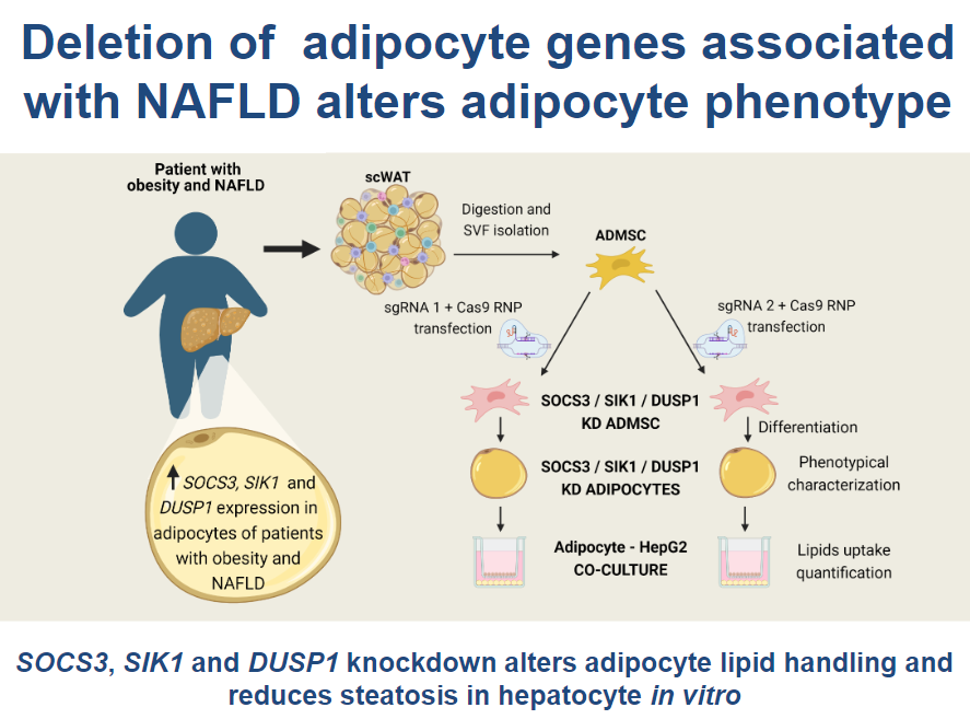 APSPublications's tweet photo. New in our #PhysiologyofObesity collection in @AJPCellPhys: 

CRISPR/Cas9-mediated deletion of adipocyte genes associated w/ NAFLD alters adipocyte lipid handling &amp; reduces #steatosis in hepatocytes in vitro (Marta Lopez-Yus et al.)

https://t.co/Pe3pZ8tthi

@CIBER_OBN @adipofat https://t.co/fK1m5IBnRE